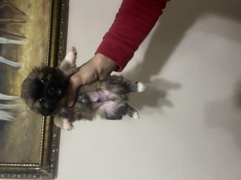 Pekinez yavrularımız yeni yuvalarını arıyorlar