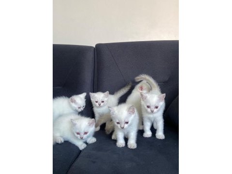 2 aylık british shorthair