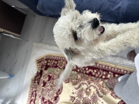 Ücretsiz orjinal terrier maltese