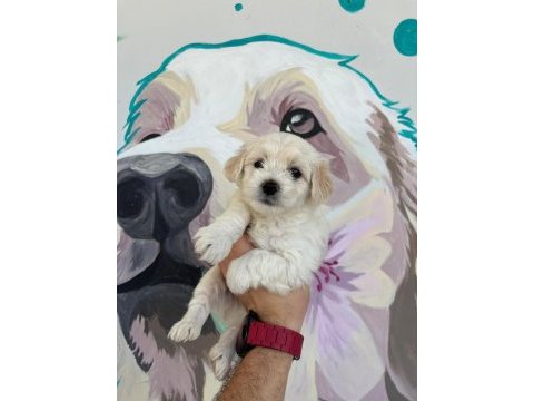 Kurumsal poodle çiftliğinden f2 maltipoo bebekler