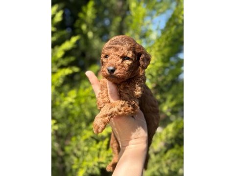 Red brown toy poodle bebeklerimiz