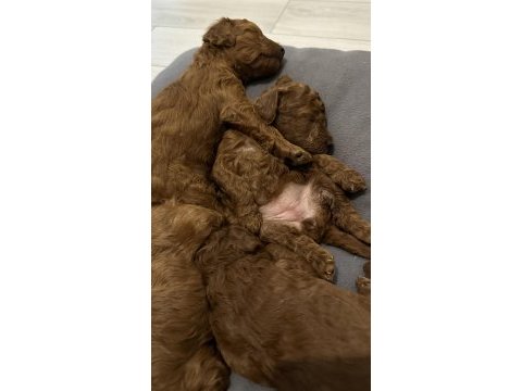 Toy poodle köpeklerimiz