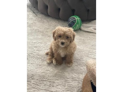 Akıllı ve sevimli maltipoo ponçiğimiz