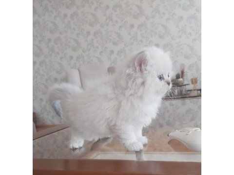 Safkan british longhair yavrular