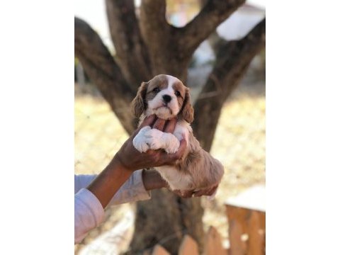 Eşine az rastlanır kalitede cavalier king charles bebekler