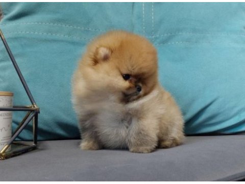 Sevimli pomeranian boo yavrular heryere gönderilir