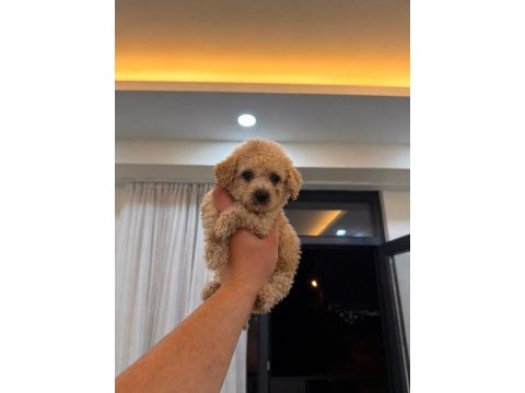 Kilo garantili dişi erkek 