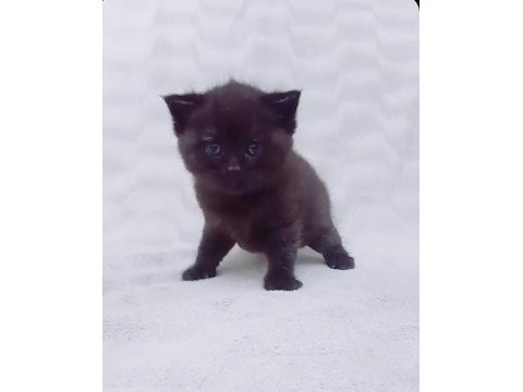 Scottish fold yavru sahiplendirme