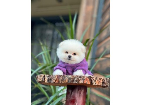 Sevimli üst düzey pomeranian yavrularımız