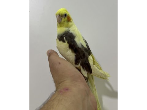 Eğitimli yavru sultan papağanları