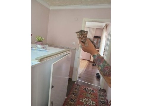 Nadir tür minyon british shorthair