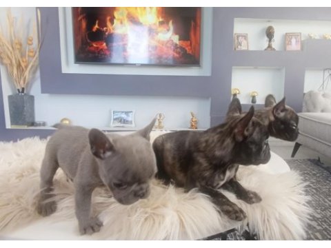 Uygun mükemmel üst düzey kalite anatomi french bulldog
