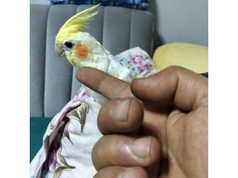 4 5 aylık sultan papağanlar ele alışık