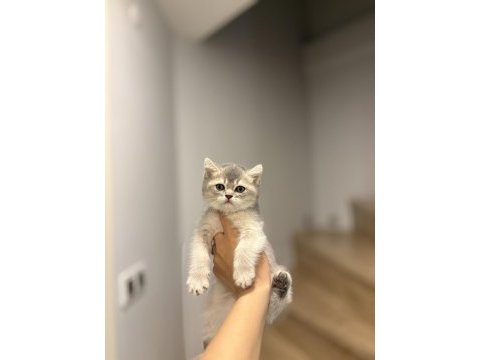 Brıtısh shorthair safkan  yavrularım 