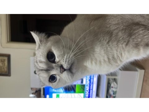 Mavi gözlü peluş yanaklı british dostumuza yuva arıyoruz