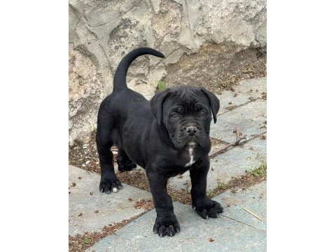 İtalyan mastif cane corso yavrularımız