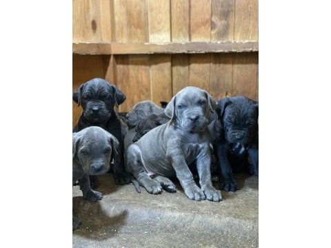 Sağlık ve ırkı garantili cane corso yavrular