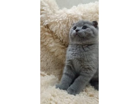 Orjinal scottish fold top kafa erkek yavru