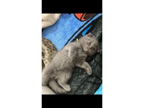 Scottish fold yavru