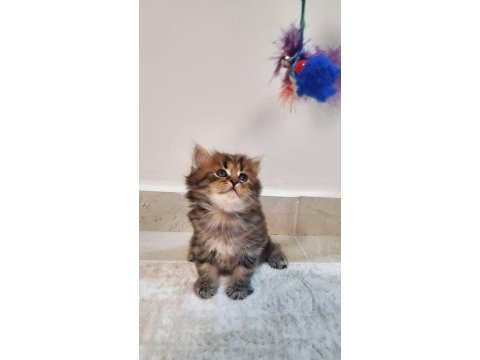 Mükemmel güzellik british longhair
