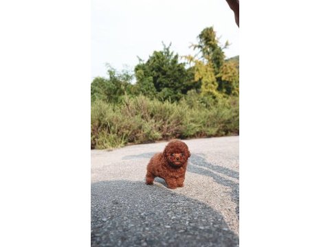 Özel seçilmiş poodle yavrusu