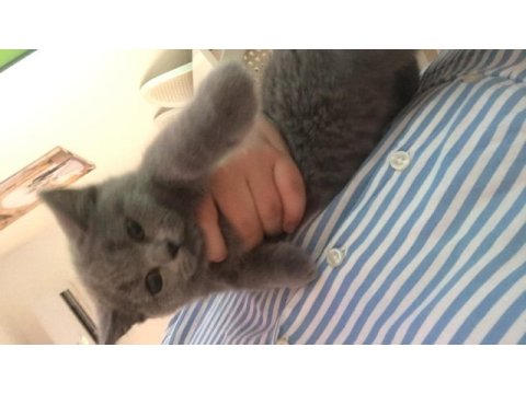 Yavru sevimli british shorthair