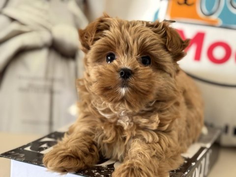 Petmode köpek çiftliğinden tea cup morkie 