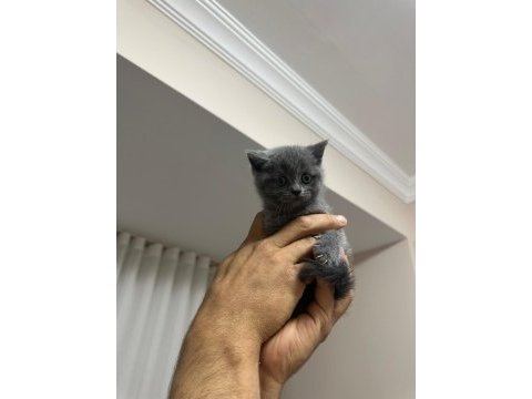 1 mayıs doğumlu british shorthair bebekler