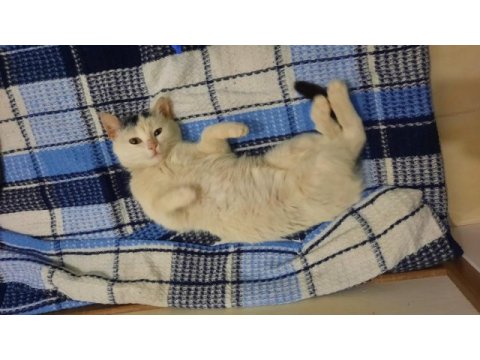 4 aylık dişi sevecen kedimiz yuva arıyor