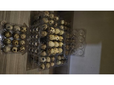 Kuluçkalık bıldırcın yumurtası