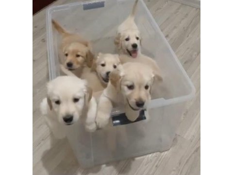 Golden retriever baby senın olsun nedersın