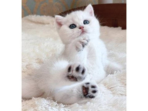 Dünya güzeli silver british shorthair ns1133