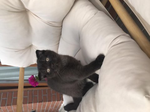 2 erkek bal küpü scottish fold yavrumuza yuva arıyoruz