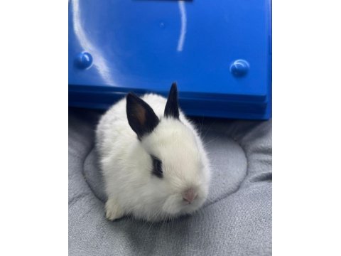Cüce netherland dwarf tavşanlar