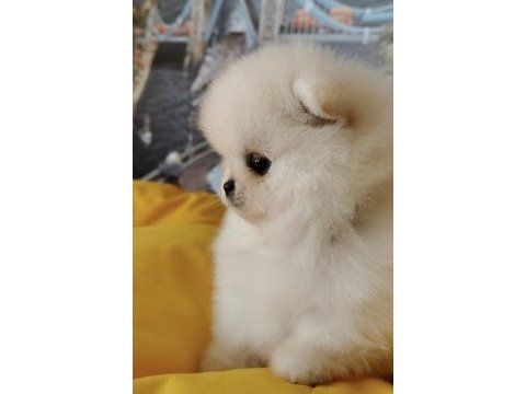 Pomeranian boo yavrularımız