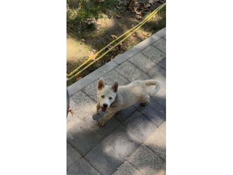 Mükemmel genetik köpeğimiz