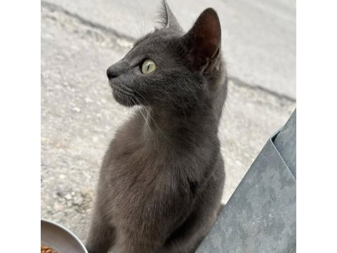 Tamamen ücretsiz russian blue