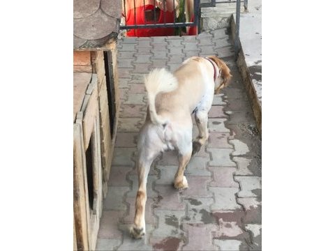 2 yaşında aşıları tam çipi takılmış erkek golden
