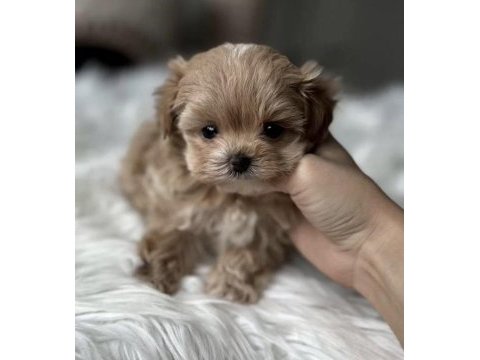 Teacup kore maltipoo yavruları