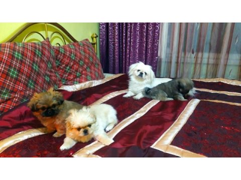 Pekinez sıfır minik yavrusu eskişehir
