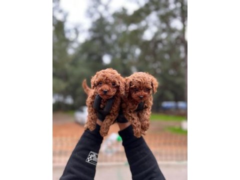 Poodle yavrular