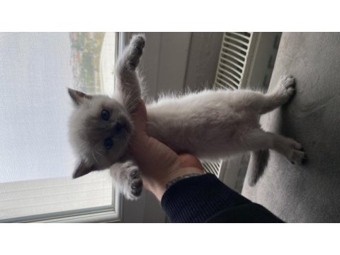 British longhair blue point