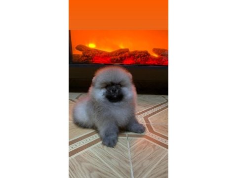 Teddy bear pomeranian boo üst kalite bebeğim