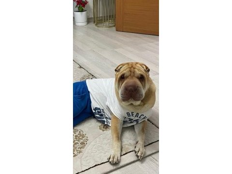 Erkek köpeğime eş arıyorum