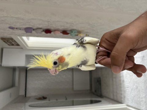 Full evcil ele alışık bilezikli sultan papağanı