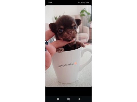 Safkan bir erkek chihuahua