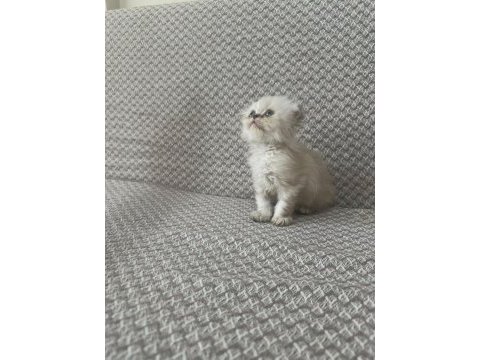 Scottish fold yavrularımız kendi kedilerimiz