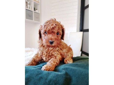 Toy poodle mükemmel yavrular