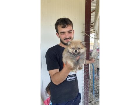 Üst kalite pomeranian boo yavrular