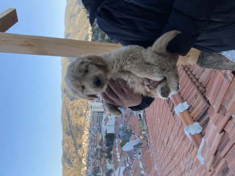 Safkan golden retriever bebekler